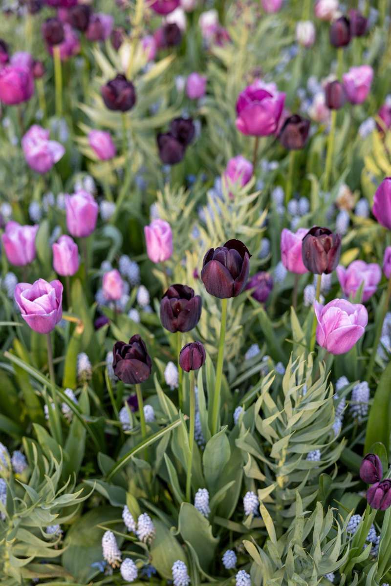 Eksklusivblanding Mixture 'Mystery'